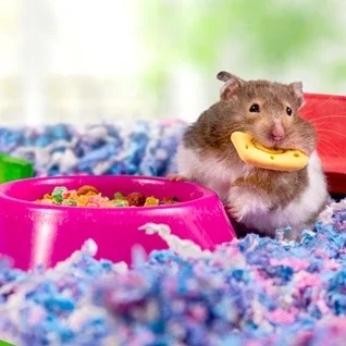 Bundlag til hamster – Den komplette guide til et sundt og trygt hamsterhjem